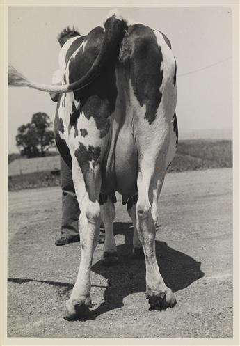 (COWS--FARMING) An udderly charming archive of approximately 70 photographs of prize-winning cows in the U.S. and Canada.